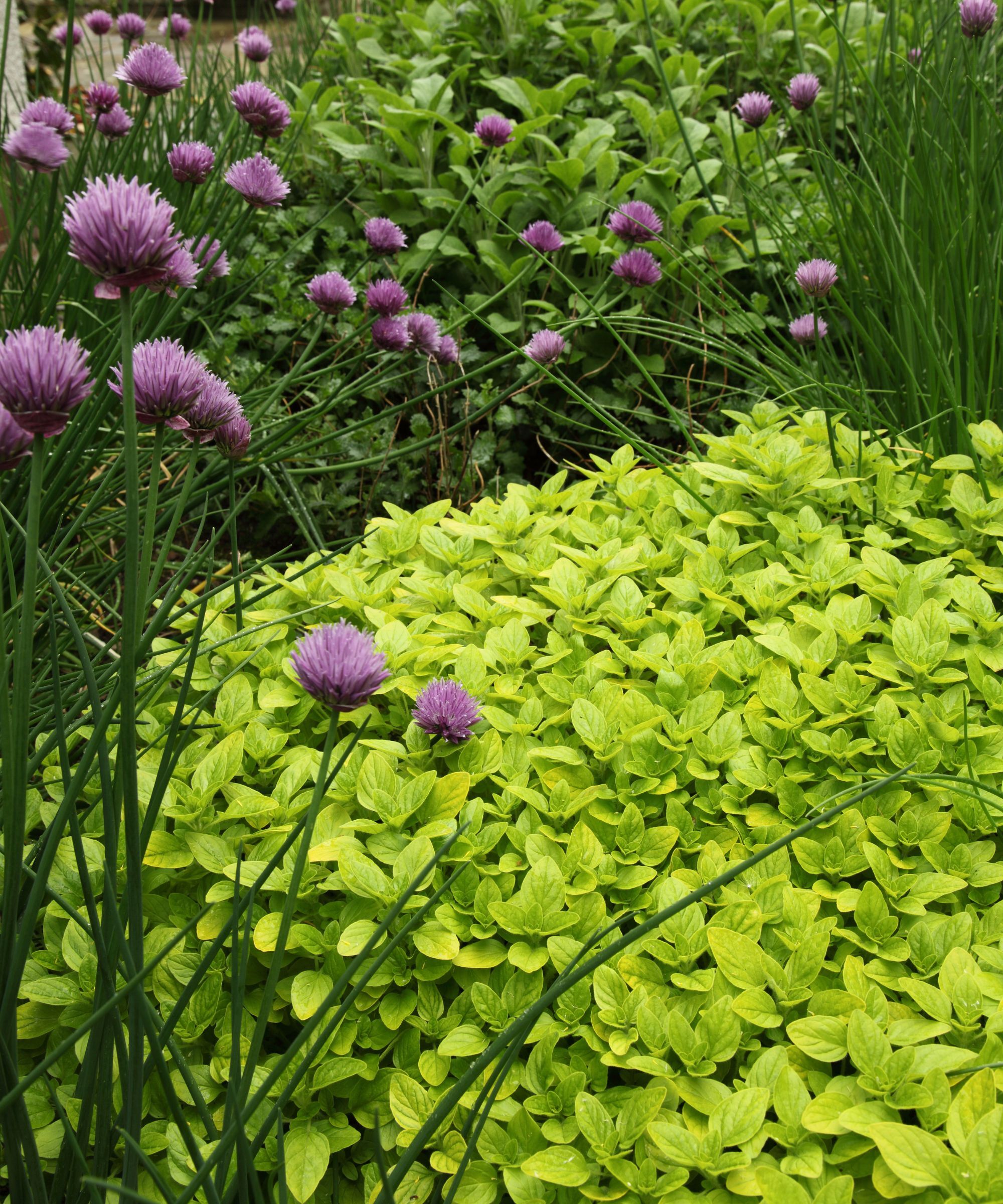 Marjoram and chives