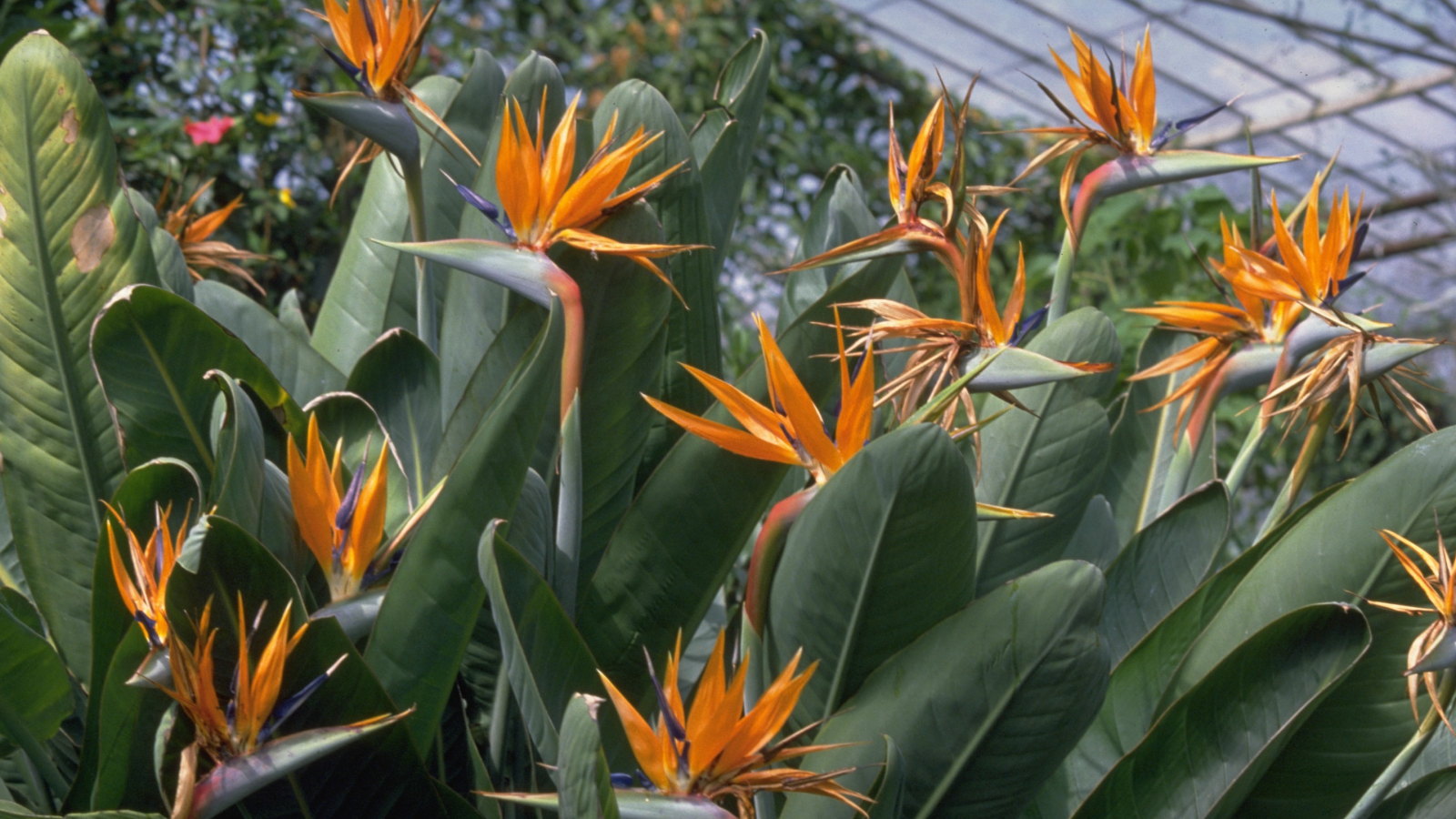 Bird of paradise plants are flowering in a greenhouse