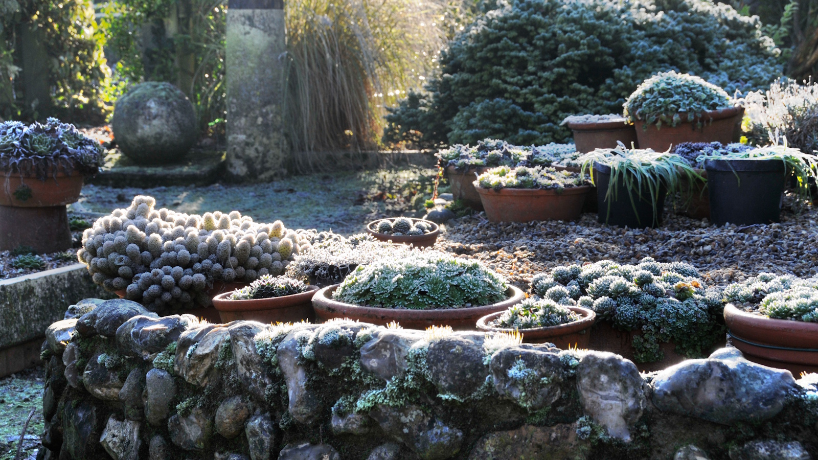 Container garden in frost