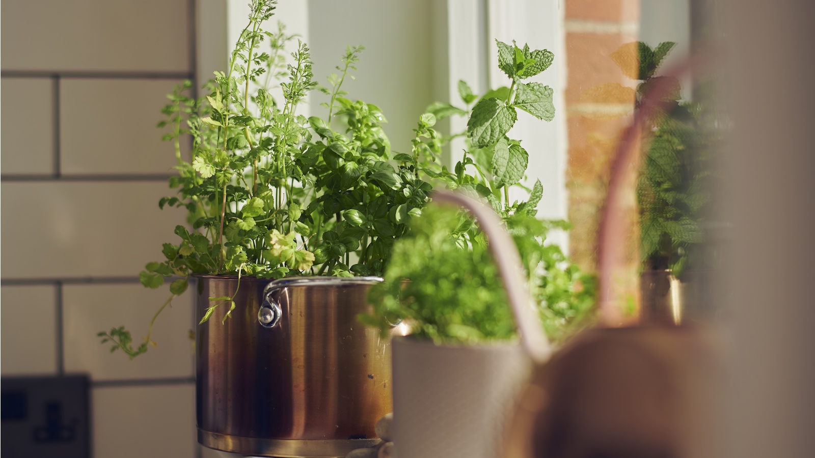 Indoor herb garden on windowsill