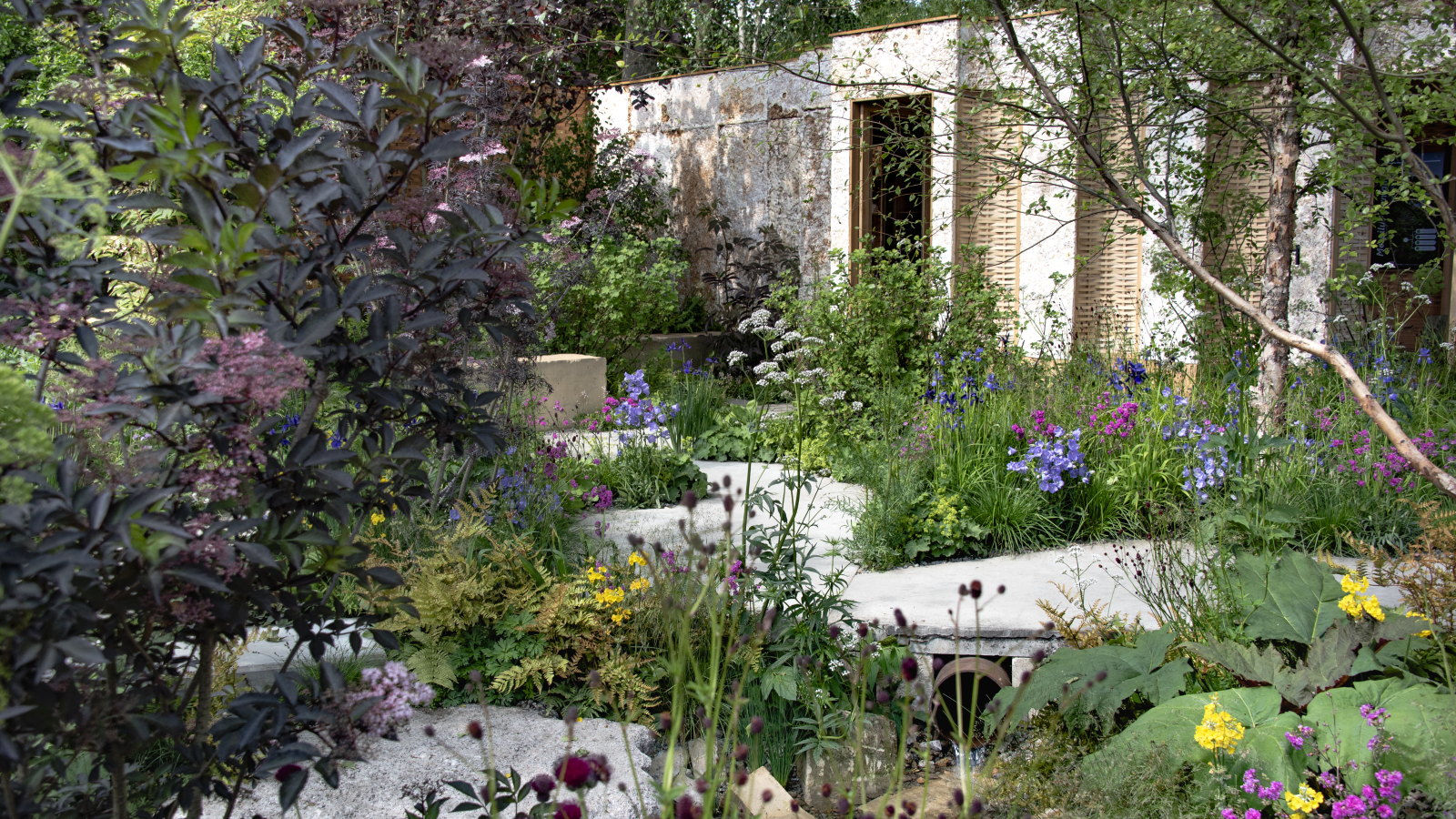 A show garden with packed borders and a white building at the Chelsea Flower Show 2025