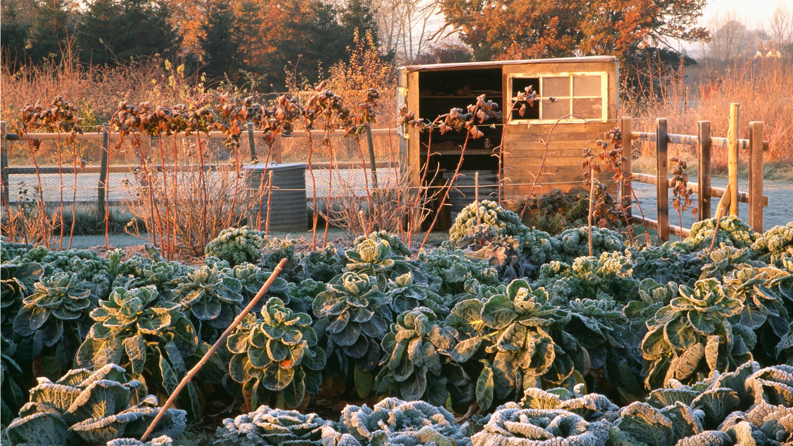 Garden shed in frost