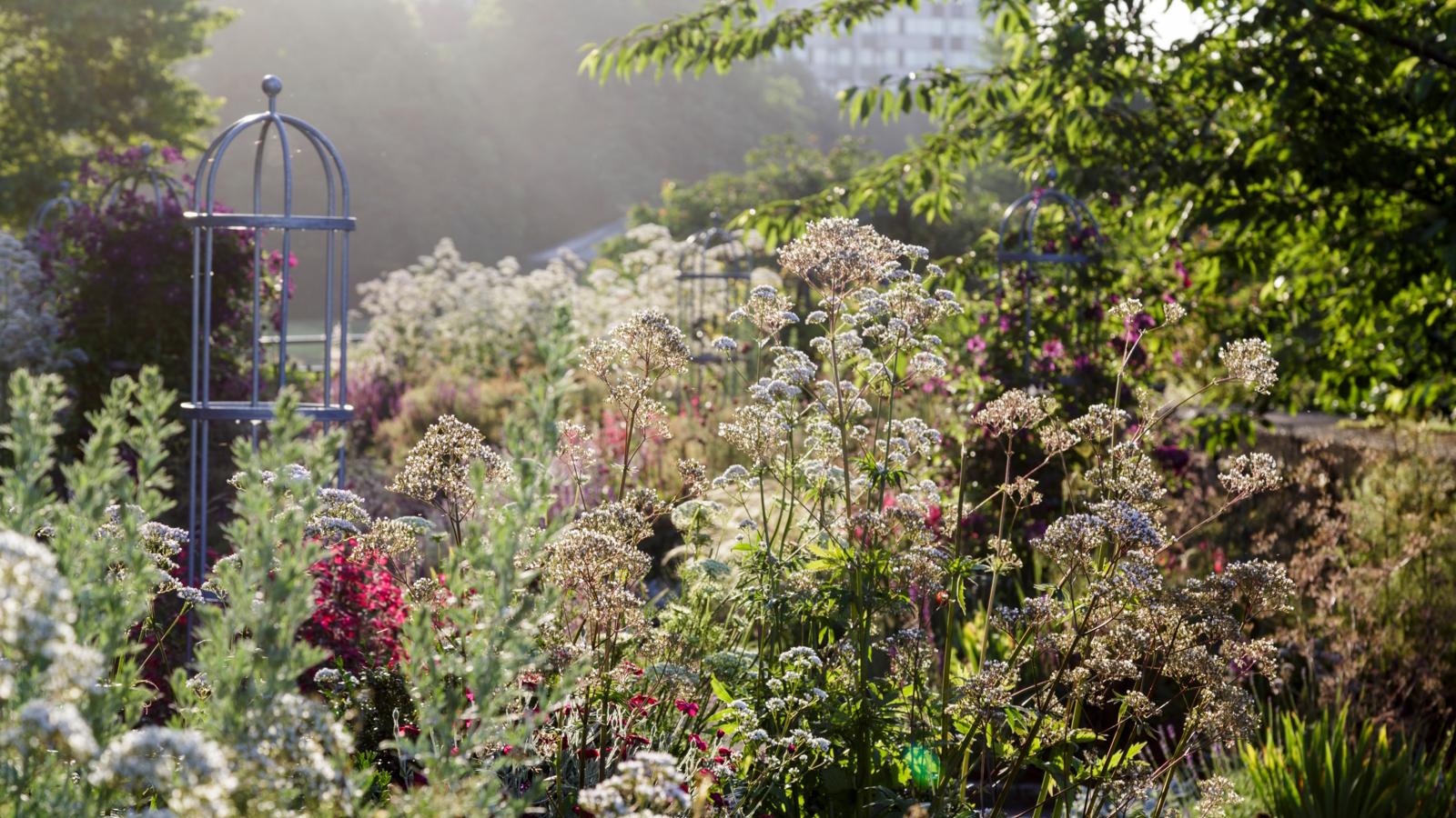 Coconut sugar to hydrate plants