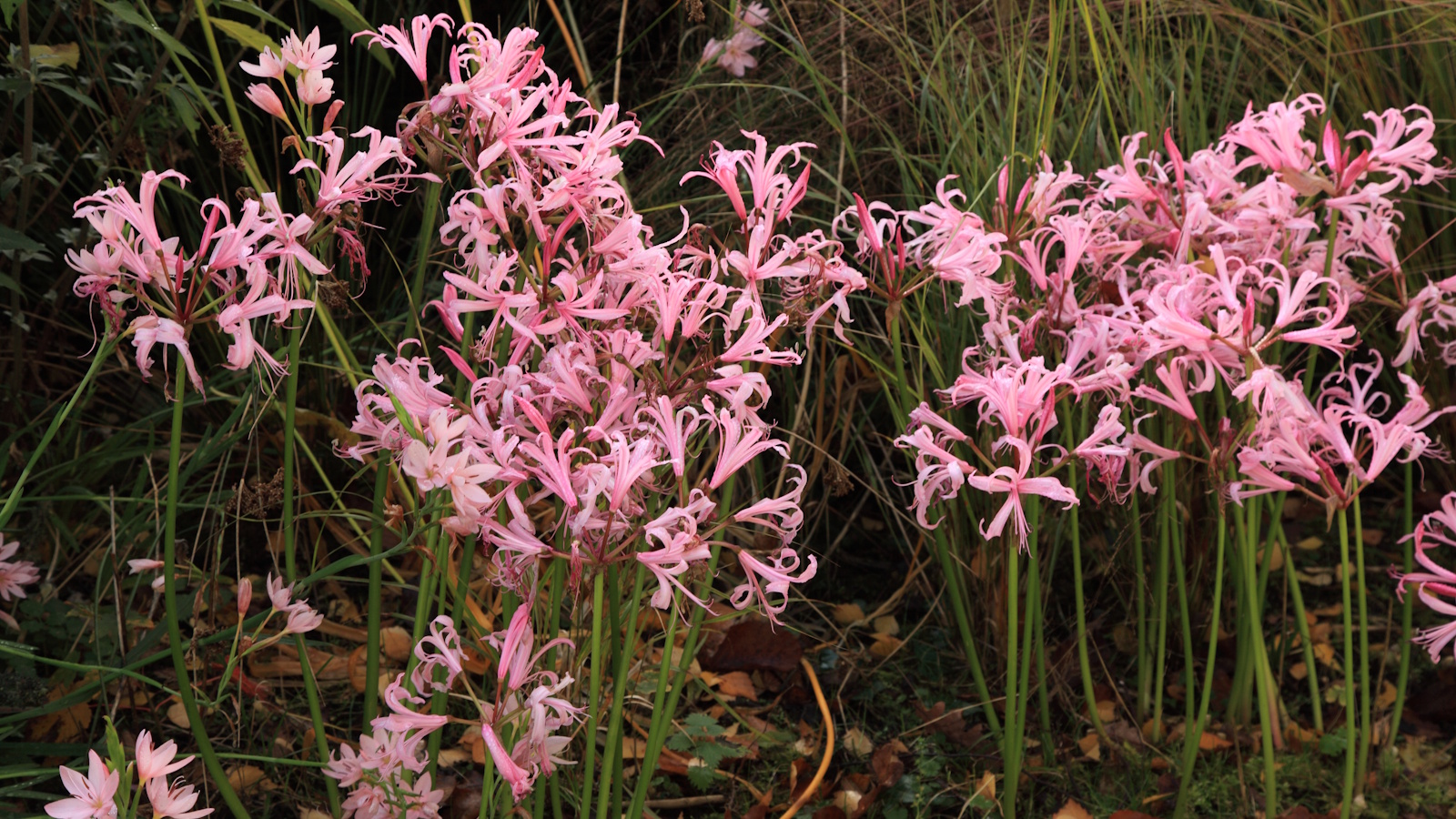 Pink nerines in flower